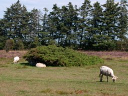 IMGP3171-Kongenshus-faar